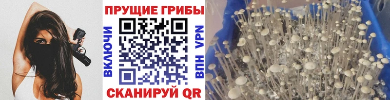где купить наркоту  Кола  Псилоцибиновые грибы MAGIC MUSHROOMS 